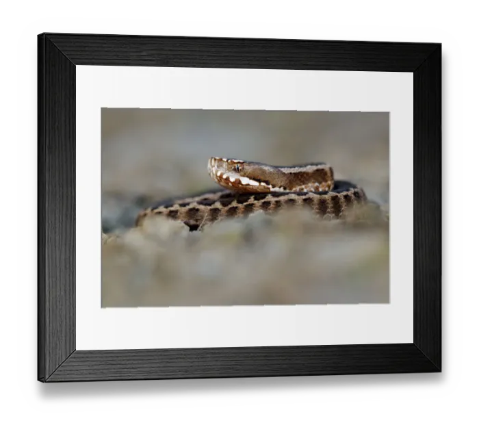 Framed Print : Caucasus Viper (Vipera kaznakovi) Georgia, September Framed Print : Caucasus Viper (Vipera kaznakovi) Georgia, September