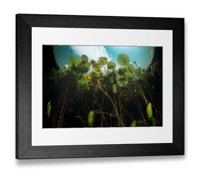Framed Print : European white waterlilies (Nymphaea alba) viewed from underwater in a tributary of Danube Delta Framed Print : European white waterlilies (Nymphaea alba) viewed from underwater in a tributary of Danube Delta