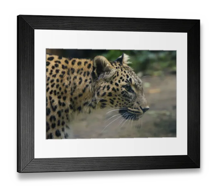 Framed Print : Female Persian leopard (Panthera pardus saxicolor), captive, occurs in the Caucasus Framed Print : Female Persian leopard (Panthera pardus saxicolor), captive, occurs in the Caucasus