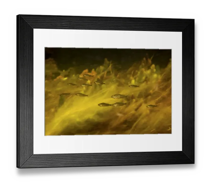 Framed Print : Ruffe (Gymnocephalus cernua) shoal, Danube Delta, Romania, June Framed Print : Ruffe (Gymnocephalus cernua) shoal, Danube Delta, Romania, June
