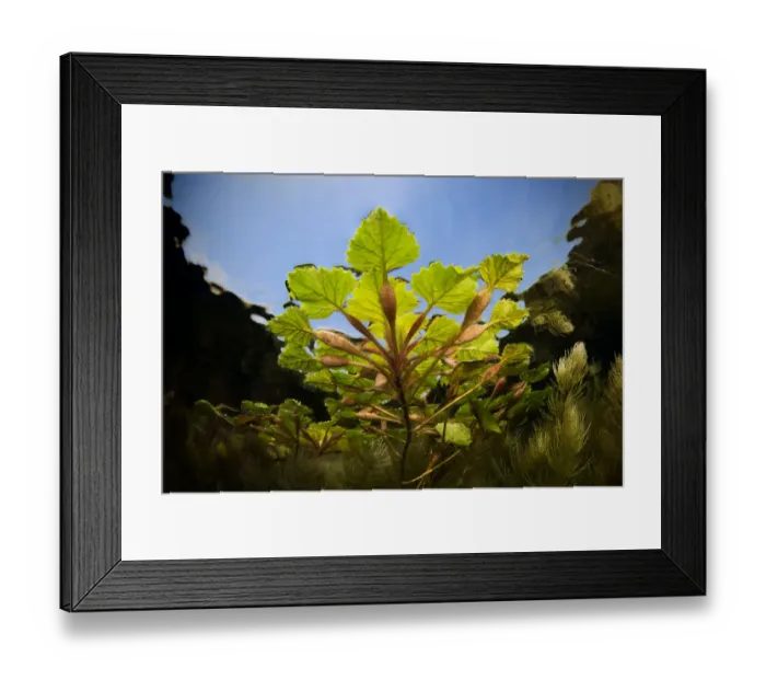 Framed Print : Water chestnut (Trapa natans) viewed from underwater, in Danube Delta, Romania, June Framed Print : Water chestnut (Trapa natans) viewed from underwater, in Danube Delta, Romania, June