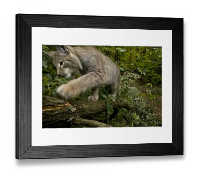 Framed Print : Eurasian lynx (Lynx lynx) climbing tree, Black Forest, Baden-Wurttemberg, Germany Framed Print : Eurasian lynx (Lynx lynx) climbing tree, Black Forest, Baden-Wurttemberg, Germany