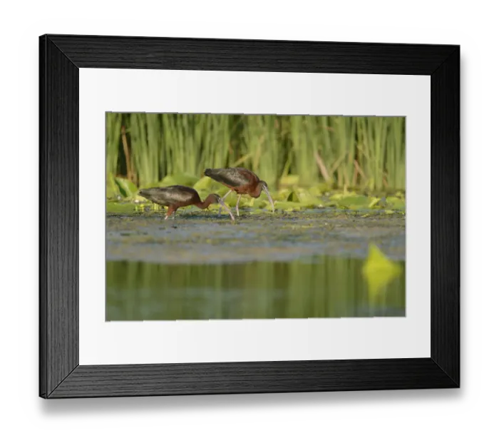 Framed Print : Glossy Ibises (Plegadis falcinellus) foraging in the Danube Delta, Romania. June
