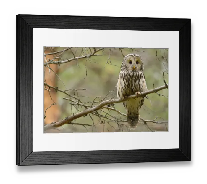 Framed Print : Ural owl (Strix uralensis) perched on branch, Greater Laponia Rewilding Area, Lapland Framed Print : Ural owl (Strix uralensis) perched on branch, Greater Laponia Rewilding Area, Lapland