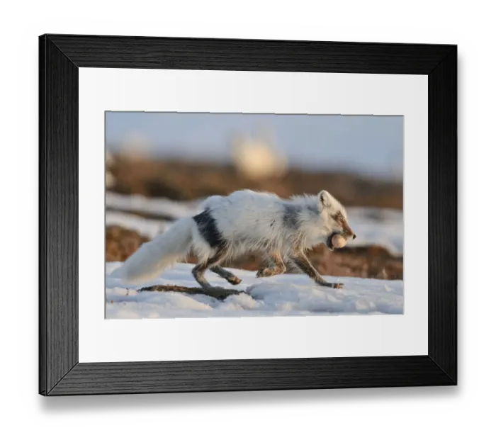 Framed Print : Arctic fox (Vulpes lagopus) with Snow goose egg in mouth, mid moult from winter to summer fur Framed Print : Arctic fox (Vulpes lagopus) with Snow goose egg in mouth, mid moult from winter to summer fur