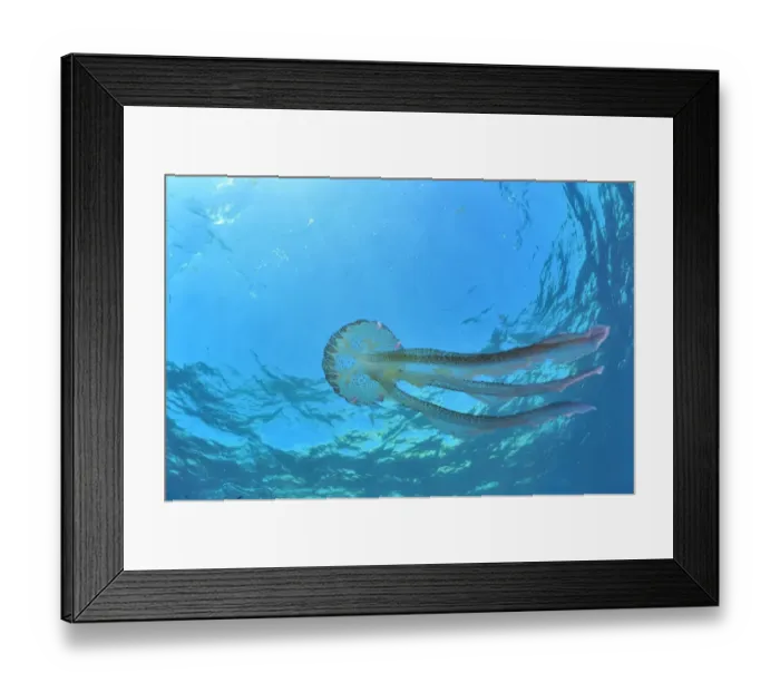 Framed Print : Luminescent jellyfish / Mauve stinger (Pelagia noctiluca) in open water, Gozo Island, Malta Framed Print : Luminescent jellyfish / Mauve stinger (Pelagia noctiluca) in open water, Gozo Island, Malta