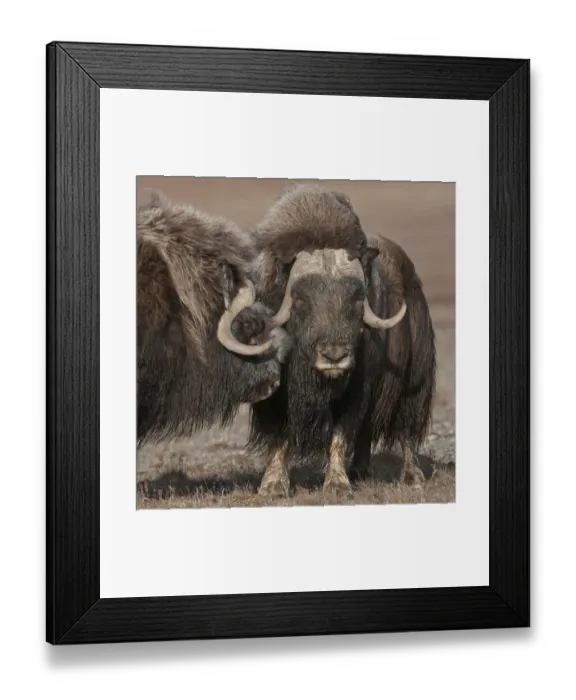 Framed Print : Musk ox (Ovibos moschatus) portrait of two standing closely, Wrangel Island, Far Eastern Russia Framed Print : Musk ox (Ovibos moschatus) portrait of two standing closely, Wrangel Island, Far Eastern Russia