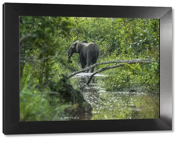 African forest elephant (Loxodonta cyclotis) in water, Lekoli River, Republic of Congo