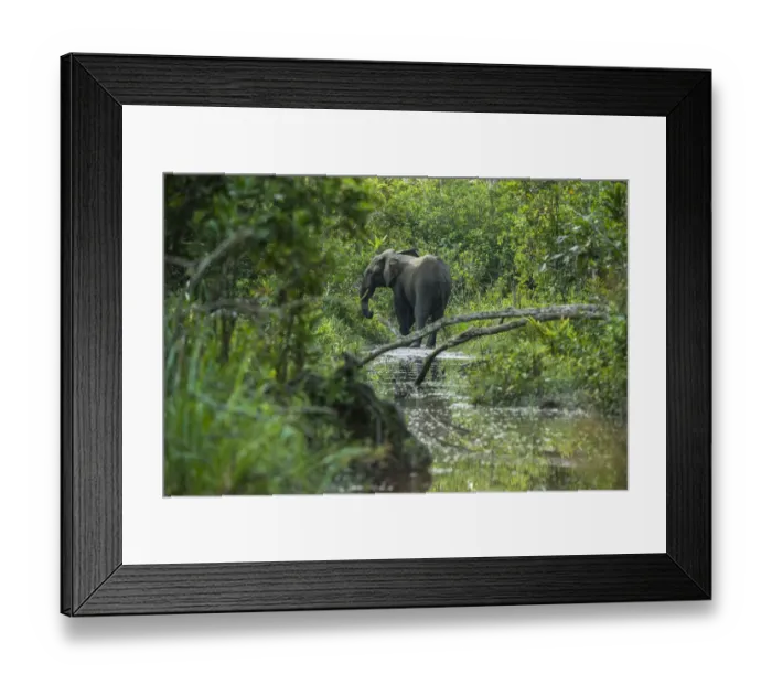 Framed Print : African forest elephant (Loxodonta cyclotis) in water, Lekoli River, Republic of Congo Framed Print : African forest elephant (Loxodonta cyclotis) in water, Lekoli River, Republic of Congo