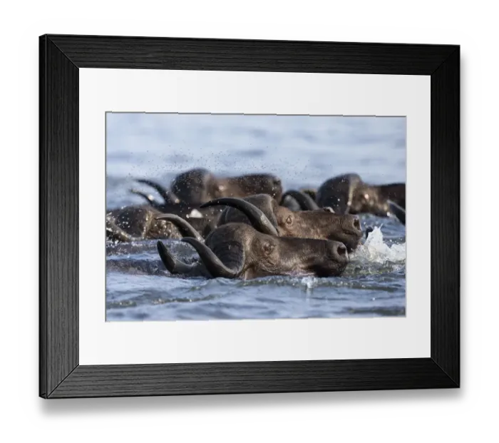 Framed Print : Cape buffalo (Syncerus caffer) crossing the Chobe River, followed by swarm of flies Framed Print : Cape buffalo (Syncerus caffer) crossing the Chobe River, followed by swarm of flies