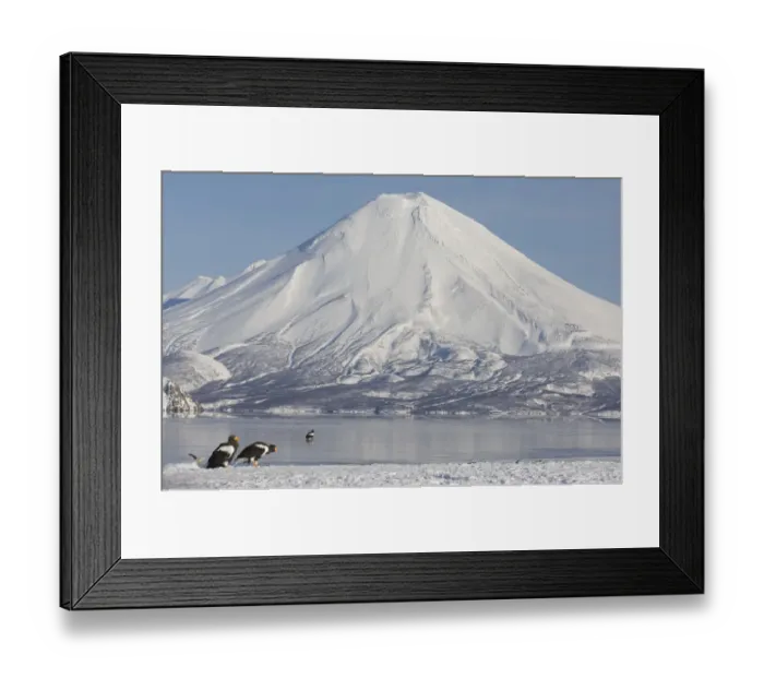Framed Print : Stellers sea eagles {Haliaeetus pelagicus} gather beside Kuril Lake with Ilinsky Framed Print : Stellers sea eagles {Haliaeetus pelagicus} gather beside Kuril Lake with Ilinsky