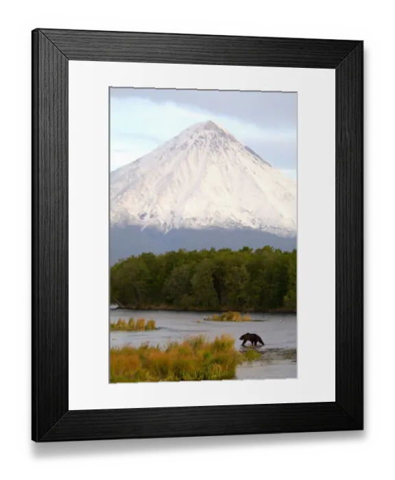 Framed Print : Brown bear {Ursus arctos} fishing for salmon in the Kronotskaya River at the foot Framed Print : Brown bear {Ursus arctos} fishing for salmon in the Kronotskaya River at the foot