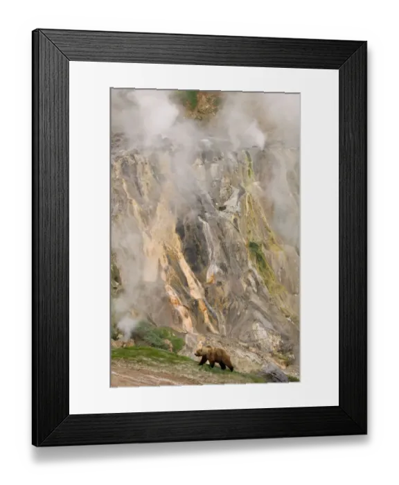 Framed Print : Brown bear {Ursus arctos} at the Stained glass window, Valley of the Geysers Framed Print : Brown bear {Ursus arctos} at the Stained glass window, Valley of the Geysers