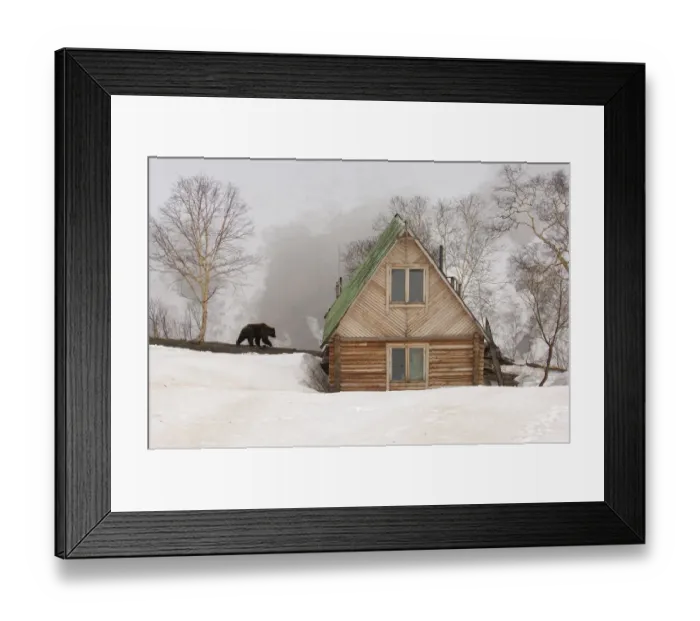 Framed Print : Brown bear {Ursus arctos} near photographers wooden cabin, Valley of the Geysers Framed Print : Brown bear {Ursus arctos} near photographers wooden cabin, Valley of the Geysers