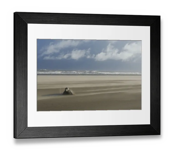 Framed Print : Grey seal (Halichoerus grypus) on beach with wind blowing sand, Donna Nook, Lincolnshire Framed Print : Grey seal (Halichoerus grypus) on beach with wind blowing sand, Donna Nook, Lincolnshire