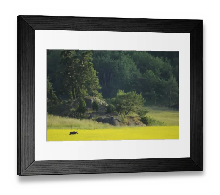 Framed Print : Female European moose (Alces alces) in flowering field, Elk, Morko, Sormland, Sweden Framed Print : Female European moose (Alces alces) in flowering field, Elk, Morko, Sormland, Sweden