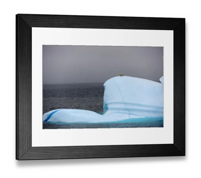 Framed Print : Polar bear (Ursus maritimus) female and her two cubs on large iceberg off Baffin Island Framed Print : Polar bear (Ursus maritimus) female and her two cubs on large iceberg off Baffin Island