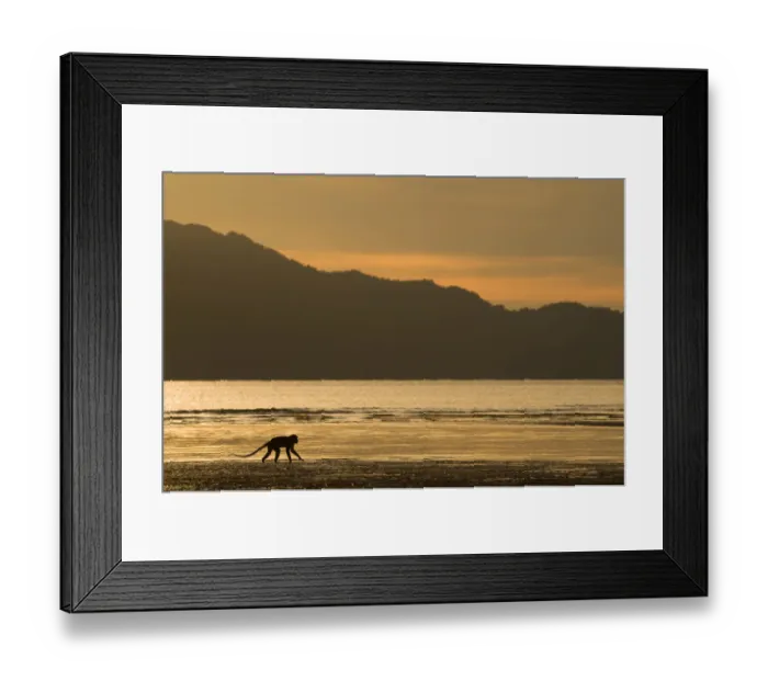 Framed Print : Long-tailed / Crab-eating macaque (Macaca fascicularis) foraging on coastline at dawn Framed Print : Long-tailed / Crab-eating macaque (Macaca fascicularis) foraging on coastline at dawn
