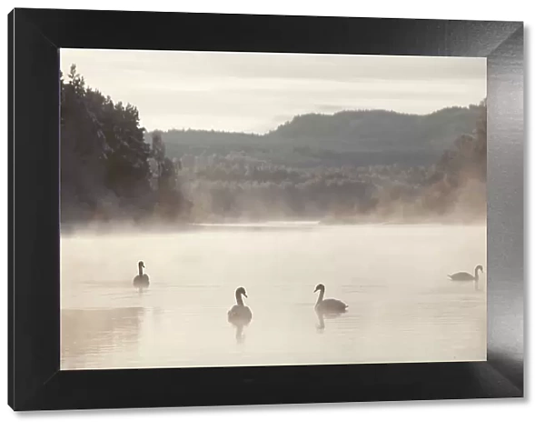 Mute swan (Cygnus olor) four on water in winter dawn mist, Loch Insh, Cairngorms NP, Highlands, Scotland UK, December. 2020VISION Exhibition. 2020VISION Book Plate