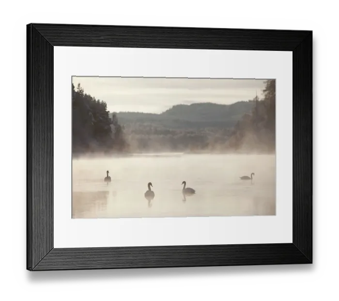 Framed Print : Mute swan (Cygnus olor) four on water in winter dawn mist, Loch Insh, Cairngorms NP, Highlands, Scotland UK, December. 2020VISION Exhibition. 2020VISION Book Plate Framed Print : Mute swan (Cygnus olor) four on water in winter dawn mist, Loch Insh, Cairngorms NP, Highlands, Scotland UK, December. 2020VISION Exhibition. 2020VISION Book Plate