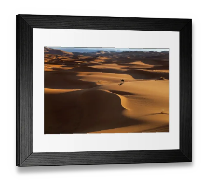 Framed Print : Dromedary Camel (Camelus dromedarius) on Erg Chebbi Dunes. Sahara Desert, Morocco