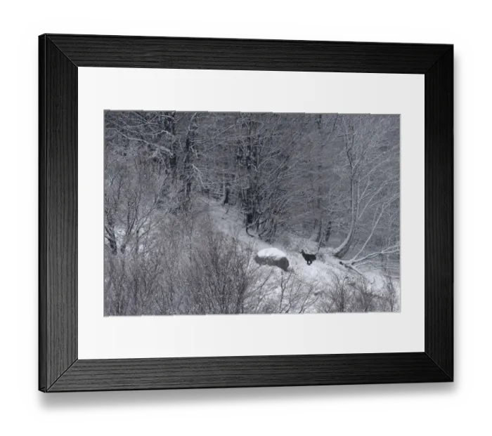 Framed Print : Chamois (Rupicapra rupicapra) running through snowy forest. Vosges mountain, France Framed Print : Chamois (Rupicapra rupicapra) running through snowy forest. Vosges mountain, France