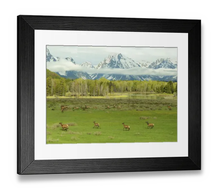 Framed Print : Elk / Wapiti (Cervus canadensis) herd with young on meadowland against the Grand Tetons Framed Print : Elk / Wapiti (Cervus canadensis) herd with young on meadowland against the Grand Tetons