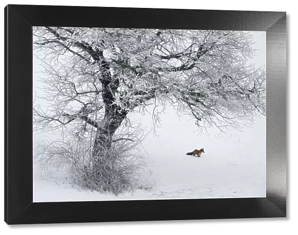 Red Fox (Vulpes vulpes) in distance in snow habitat. Vosges, France, December