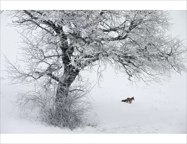 Red Fox (Vulpes vulpes) in distance in snow habitat. Vosges, France, December