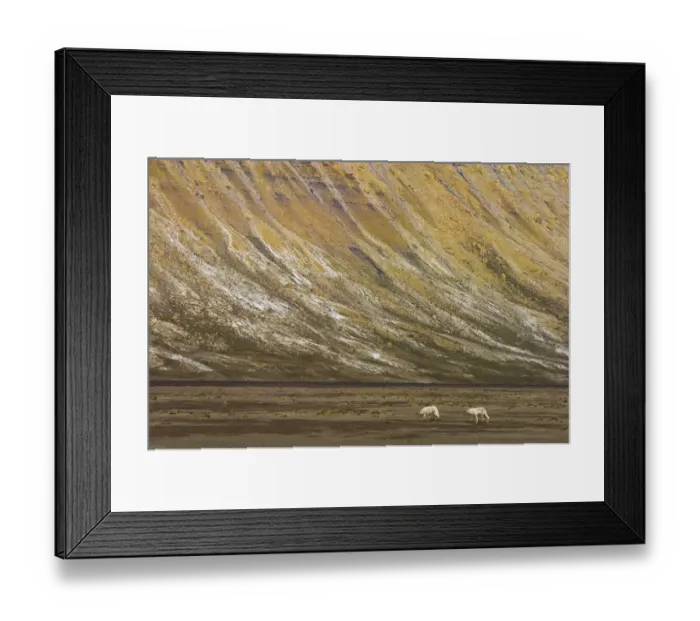 Framed Print : Two Arctic wolves (Canis lupus) in tundra landscape, Ellesmere Island, Nunavut, Canada Framed Print : Two Arctic wolves (Canis lupus) in tundra landscape, Ellesmere Island, Nunavut, Canada