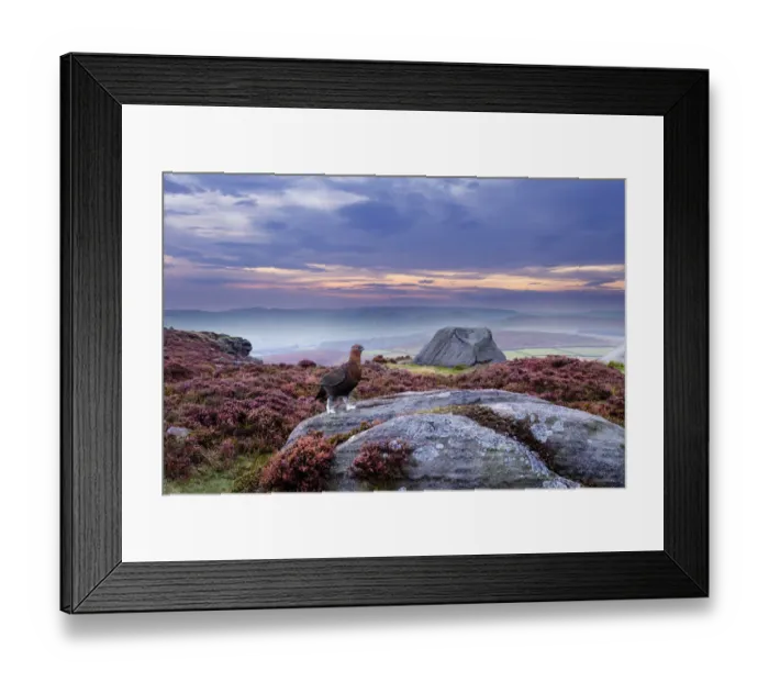 Framed Print : Red grouse (Lagopus lagopus scoticus) on heather moorland, Peak District NP, UK, September 2011 Framed Print : Red grouse (Lagopus lagopus scoticus) on heather moorland, Peak District NP, UK, September 2011