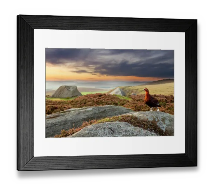 Framed Print : Red grouse (Lagopus lagopus scoticus) on heather moorland showing habitat, Peak District National Park, UK, September Framed Print : Red grouse (Lagopus lagopus scoticus) on heather moorland showing habitat, Peak District National Park, UK, September