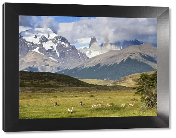 Guanaco (Lama guanicoe) herd below Torres del Paine, Torres del Paine National Park