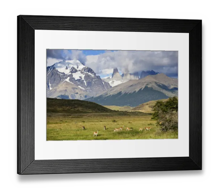 Framed Print : Guanaco (Lama guanicoe) herd below Torres del Paine, Torres del Paine National Park Framed Print : Guanaco (Lama guanicoe) herd below Torres del Paine, Torres del Paine National Park