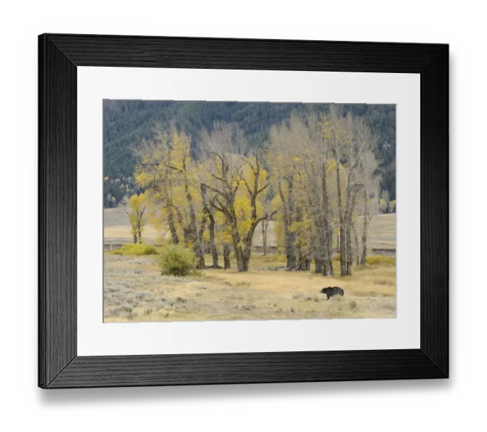Framed Print : Grizzly bear (Ursus arctos horribilis) in grassland, Yellowstone National Park, Wyoming Framed Print : Grizzly bear (Ursus arctos horribilis) in grassland, Yellowstone National Park, Wyoming