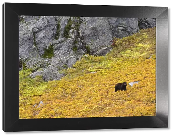 Black bear (Ursus americana) foraging for alpine berries during Autumn, on hillside