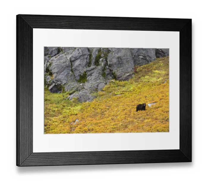 Framed Print : Black bear (Ursus americana) foraging for alpine berries during Autumn, on hillside Framed Print : Black bear (Ursus americana) foraging for alpine berries during Autumn, on hillside