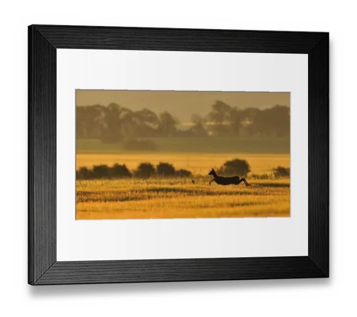 Framed Print : Roe Deer (Capreolus capreolus) doe running in a field of barley, Northumberland, England, UK, June Framed Print : Roe Deer (Capreolus capreolus) doe running in a field of barley, Northumberland, England, UK, June