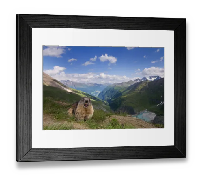 Framed Print : Alpine marmot (Marmota marmota), Hohe Tauern National Park, Austria, July Framed Print : Alpine marmot (Marmota marmota), Hohe Tauern National Park, Austria, July