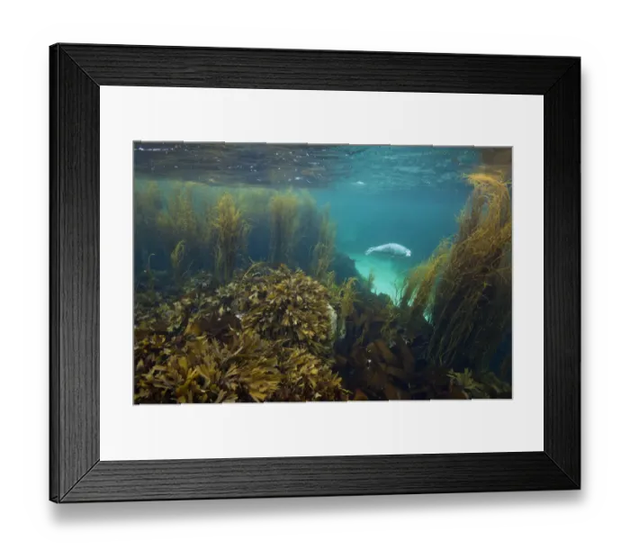 Framed Print : Young Grey seal (Halichoerus grypus) exploring a seaweed garden in summer, Cairns Of Coll Framed Print : Young Grey seal (Halichoerus grypus) exploring a seaweed garden in summer, Cairns Of Coll