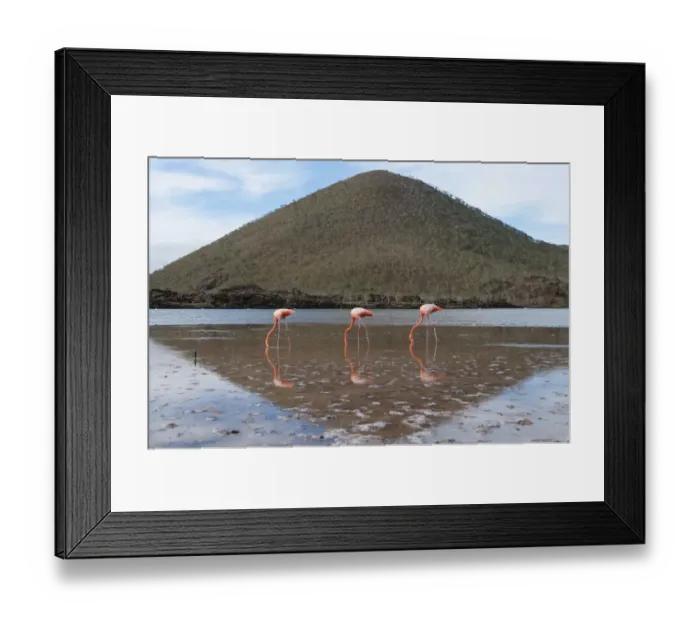 Framed Print : American flamingo (Phoenicopterus ruber) feeding in water with hill in background Framed Print : American flamingo (Phoenicopterus ruber) feeding in water with hill in background