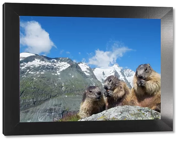 Alpine marmot (Marmota marmota), with Mount Grossglockner (3798m) in background