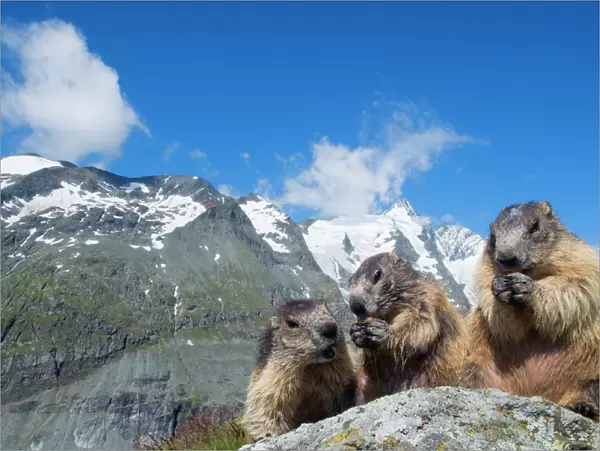 Alpine marmot (Marmota marmota), with Mount Grossglockner (3798m) in background