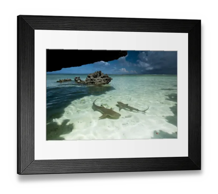 Framed Print : Blacktip reef sharks (Carcharhinus melanopterus) swimming in shallow crystal clear water Framed Print : Blacktip reef sharks (Carcharhinus melanopterus) swimming in shallow crystal clear water