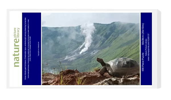Volcan Alcedo giant tortoises (Chelonoidis nigra vandenburghi) among steaming fumaroles