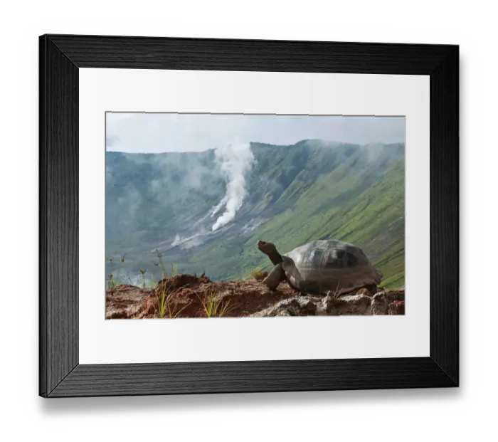 Framed Print : Volcan Alcedo giant tortoises (Chelonoidis nigra vandenburghi) among steaming fumaroles Framed Print : Volcan Alcedo giant tortoises (Chelonoidis nigra vandenburghi) among steaming fumaroles