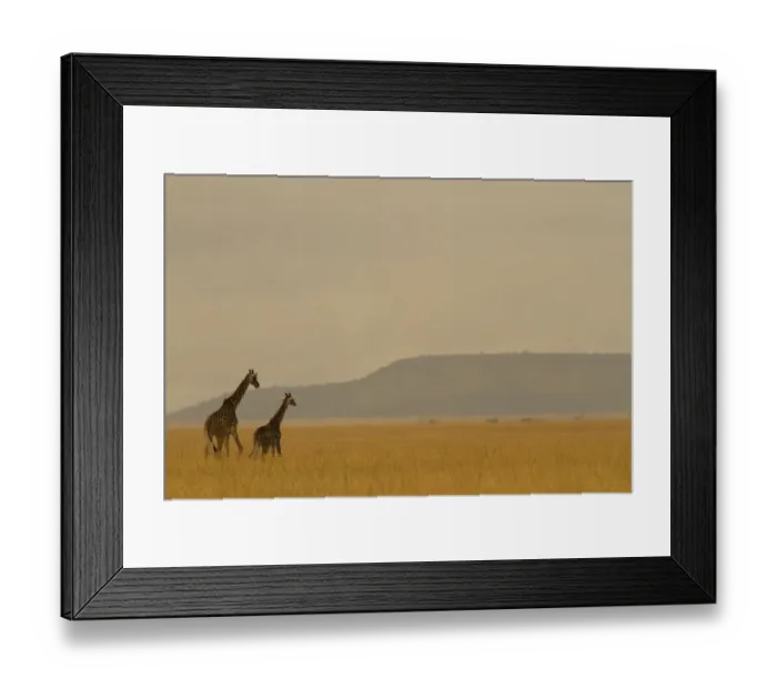 Framed Print : Masai giraffe (Giraffa camelopardalis) and her youngster on the savanna landscape at dawn Framed Print : Masai giraffe (Giraffa camelopardalis) and her youngster on the savanna landscape at dawn