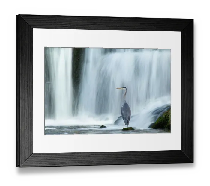 Framed Print : Grey heron (Ardea cinerea) beneath waterfall. Ambleside, Lake District, UK, November. Highly commended, Habitat category, British Wildlife Photography Awards (BWPA) competition 2012 Framed Print : Grey heron (Ardea cinerea) beneath waterfall. Ambleside, Lake District, UK, November. Highly commended, Habitat category, British Wildlife Photography Awards (BWPA) competition 2012