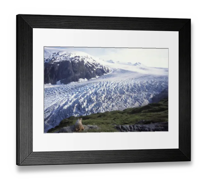 Framed Print : Hoary marmot (Marmota caligata) adult overlooking Exit Glacier in Kenai Fjords National Park Framed Print : Hoary marmot (Marmota caligata) adult overlooking Exit Glacier in Kenai Fjords National Park
