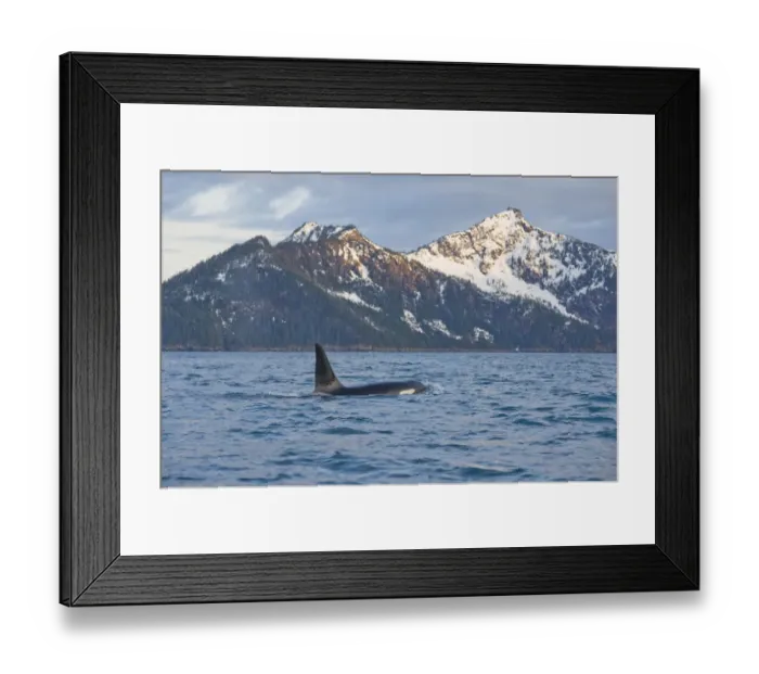 Framed Print : Killer Whale / Orca (Orcinus orca) large bull swimming in Resurrection Bay, Kenai Framed Print : Killer Whale / Orca (Orcinus orca) large bull swimming in Resurrection Bay, Kenai